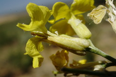 Erysimum quadrangulum