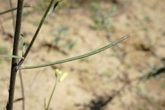 Erysimum quadrangulum