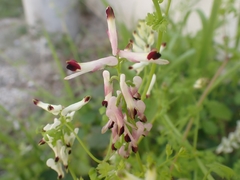 Fumaria flabellata