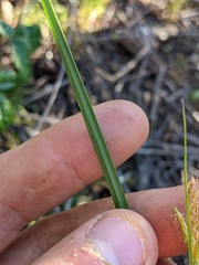 Carex triquetra