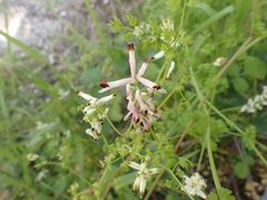 Fumaria flabellata