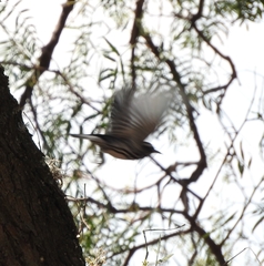 Setophaga nigrescens