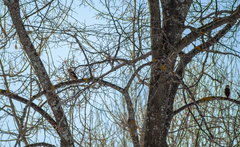 Coccothraustes coccothraustes