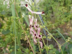 Fumaria flabellata