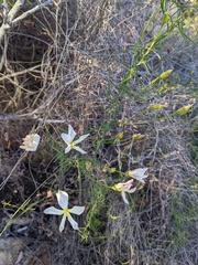 Calystegia macrostegia tenuifolia