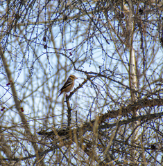 Coccothraustes coccothraustes