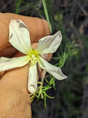 Calystegia macrostegia tenuifolia