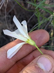 Calystegia macrostegia tenuifolia