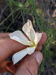 Calystegia macrostegia tenuifolia