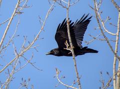 Corvus corax