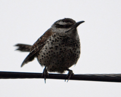 Campylorhynchus jocosus