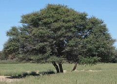Vachellia luederitzii luederitzii