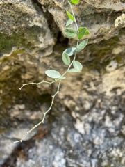 Rhinotropis lindheimeri