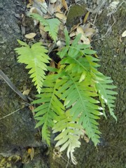 Polypodium glycyrrhiza