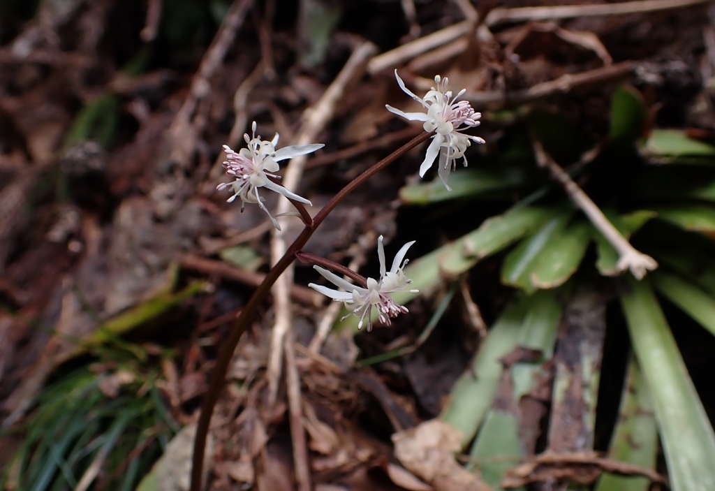 Coptis Japonica From 日本 〒920-2114 On March 23, 2022 At 10:45 AM By C!EL ...