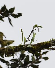 Epidendrum jamaicense