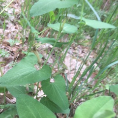 Aristolochia paucinervis