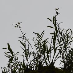Epidendrum ramosum