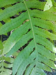 Polypodium glycyrrhiza
