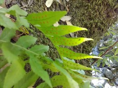 Polypodium glycyrrhiza