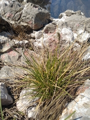 Sesleria