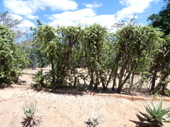 Heliophanus trepidus