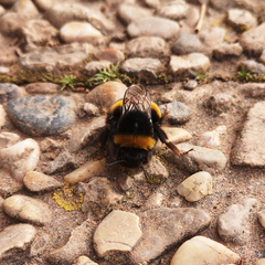 Bombus