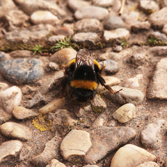 Bombus