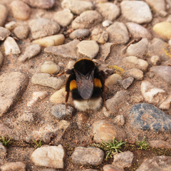 Bombus