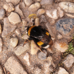Bombus