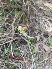 Fuirena scirpoidea