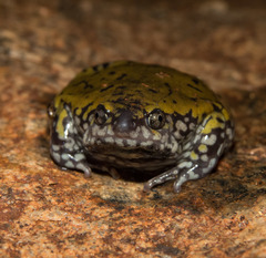 Dermatonotus muelleri