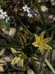 Triteleia ixioides
