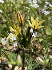 Triteleia ixioides