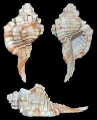 Ranularia testudinaria