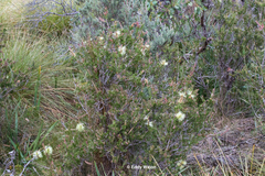 Melaleuca virens