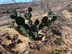 Opuntia mesacantha