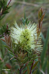 Melaleuca virens