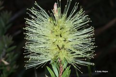 Melaleuca virens