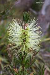 Melaleuca virens