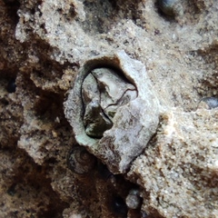 Chthamalus stellatus