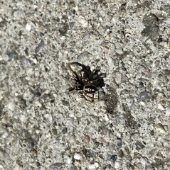 Habronattus pyrrithrix