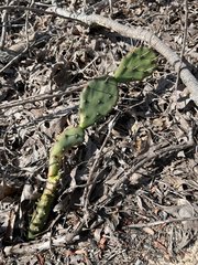 Opuntia mesacantha