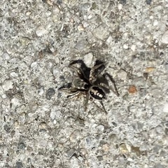 Habronattus pyrrithrix