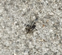 Habronattus pyrrithrix