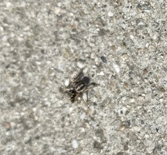 Habronattus pyrrithrix