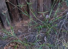 Dactyloctenium giganteum