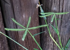 Dactyloctenium giganteum