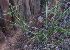 Dactyloctenium giganteum