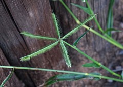Dactyloctenium giganteum